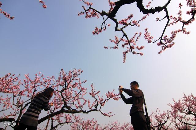 看相算命耳朵桃花运如何