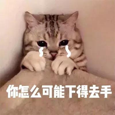 周公解梦梦见赶猫如何解释