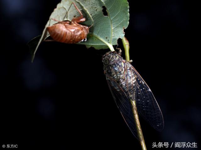 女命八字带羊刃