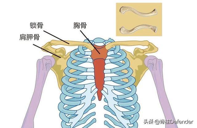 锁骨过于明显的女人运势会如何