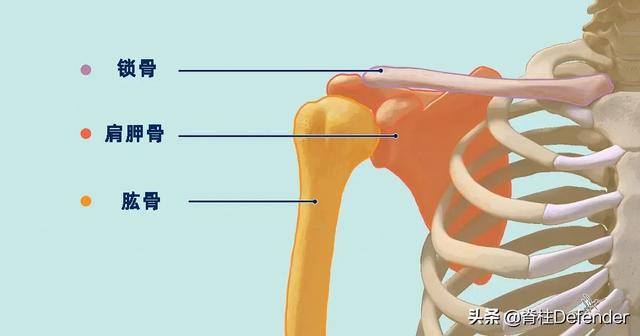 锁骨过于明显的女人运势会如何