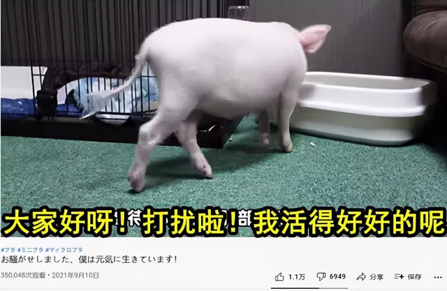 九月几日的猪命运如何