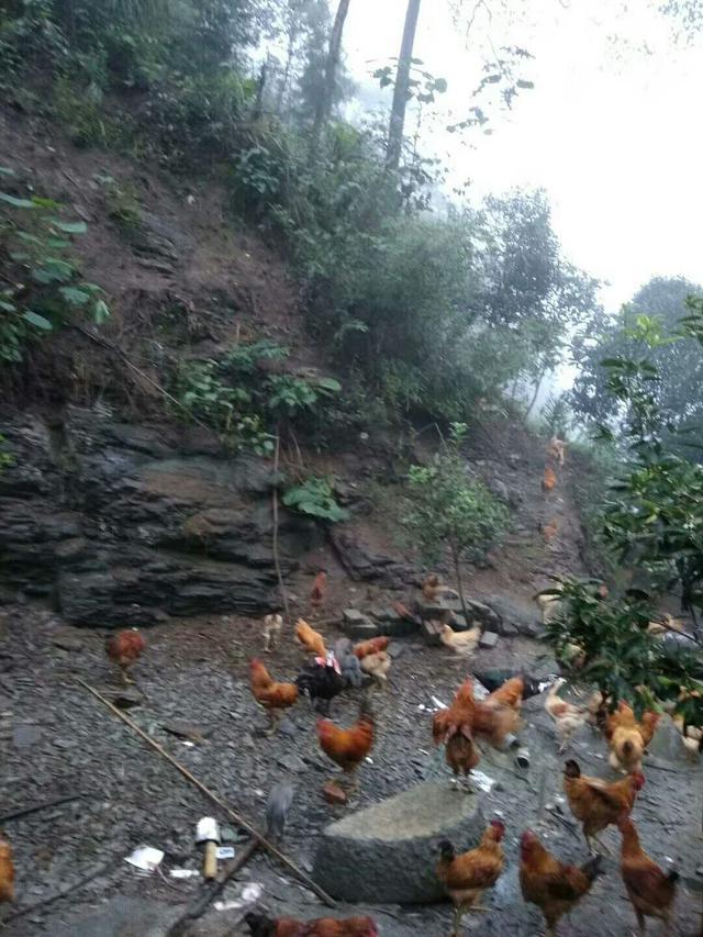 土鸡命运如何