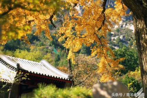 戊午年甲子月戊午日子时八字如何