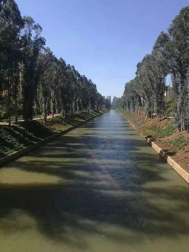 易经风水谈绿植幸福树