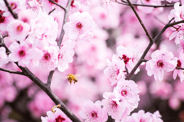 免费测试批八字算桃花