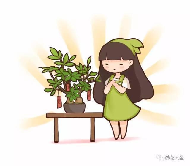 风水植物的摆放对人的运势