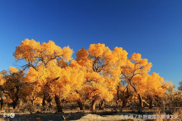 风水师傅说我八字需要甲木庚金