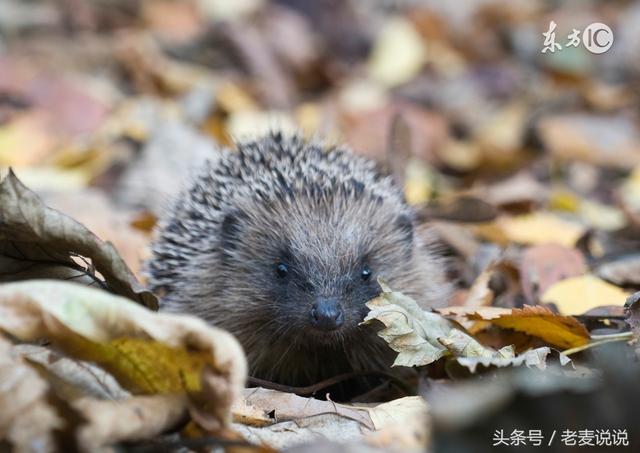 批八字准还是仙家准